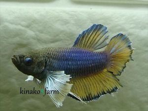 ダンボプラカットの値段と価格推移は 140件の売買情報を集計したダンボプラカットの価格や価値の推移データを公開