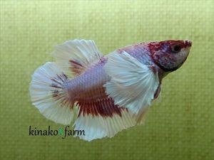 ダンボプラカットの値段と価格推移は 134件の売買情報を集計したダンボプラカットの価格や価値の推移データを公開