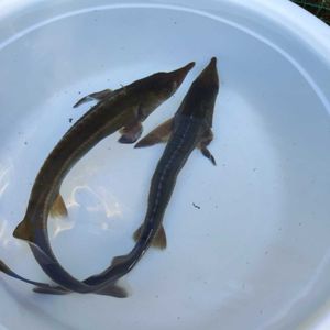 コチョウザメの値段と価格推移は 9件の売買情報を集計したコチョウザメの価格や価値の推移データを公開