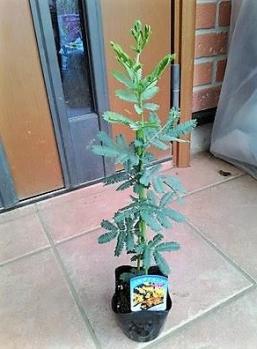 ミモザアカシアの値段と価格推移は 45件の売買情報を集計したミモザアカシアの価格や価値の推移データを公開