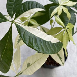 斑入りパキラの値段と価格推移は 件の売買情報を集計した斑入りパキラの価格や価値の推移データを公開