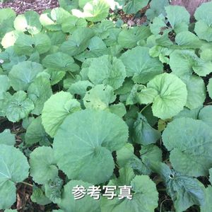 山蕗の値段と価格推移は 21件の売買情報を集計した山蕗の価格や価値の推移データを公開