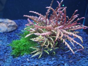 流木 ウィローモスの値段と価格推移は 91件の売買情報を集計した流木 ウィローモスの価格や価値の推移データを公開