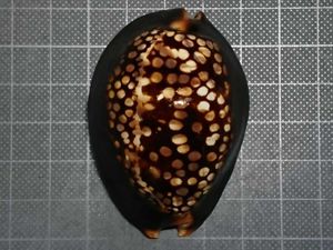 ハチジョウダカラの値段と価格推移は 12件の売買情報を集計したハチジョウダカラの価格や価値の推移データを公開