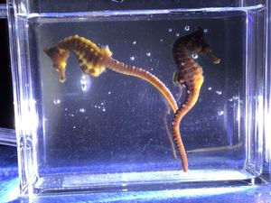 天然 タツノオトシゴの値段と価格推移は 22件の売買情報を集計した天然 タツノオトシゴの価格や価値の推移データを公開