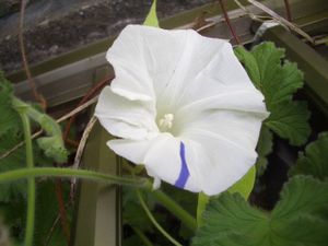 変化朝顔の値段と価格推移は 87件の売買情報を集計した変化朝顔の価格や価値の推移データを公開