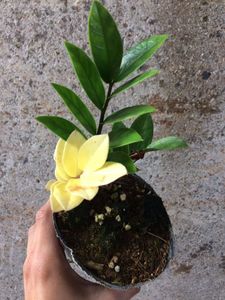 ザミオクルカスの値段と価格推移は 45件の売買情報を集計したザミオクルカスの価格や価値の推移データを公開