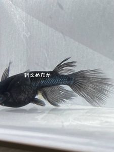 ブラックダイヤヒレ長の値段と価格推移は 68件の売買情報を集計したブラックダイヤヒレ長の価格や価値の推移データを公開