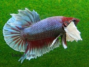 ダンボプラカットの値段と価格推移は 140件の売買情報を集計したダンボプラカットの価格や価値の推移データを公開