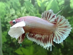 ダンボプラカットの値段と価格推移は 140件の売買情報を集計したダンボプラカットの価格や価値の推移データを公開