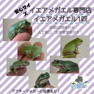 イエアメガエルの値段と価格推移は 155件の売買情報を集計したイエアメガエルの価格や価値の推移データを公開