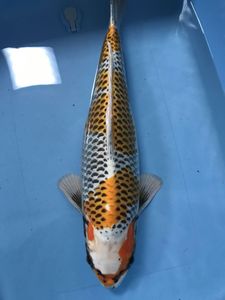 錦鯉 面迫の値段と価格推移は 43件の売買情報を集計した錦鯉 面迫の価格や価値の推移データを公開