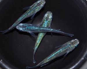 夢めだかの値段と価格推移は 56件の売買情報を集計した夢めだかの価格や価値の推移データを公開