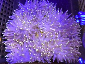 センジュイソギンチャクの値段と価格推移は 16件の売買情報を集計したセンジュイソギンチャクの価格や価値の推移データを公開