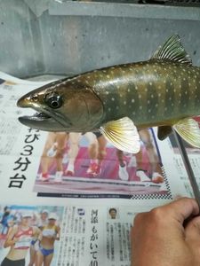 魚模型の値段と価格推移は？｜7件の売買情報を集計した魚模型の価格や 