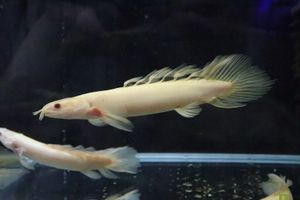 幸せなふたりに贈る結婚祝い 淡水魚 久々 ポリプテルス ショートボディ アルビノセネガルス 1匹 サンプル画像 8 9cm 生体 観賞魚生体 Serverie Com