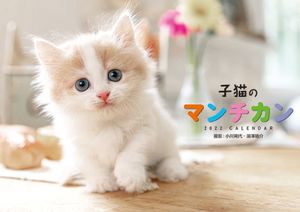 マンチカン 子猫の値段と価格推移は 16件の売買情報を集計したマンチカン 子猫の価格や価値の推移データを公開