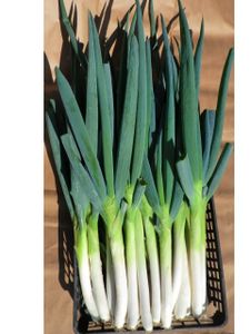 九条 ネギの値段と価格推移は 103件の売買情報を集計した九条 ネギの価格や価値の推移データを公開