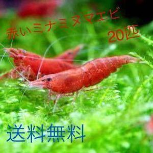 ミナミヌマエビ匹 水草の値段と価格推移は 94件の売買情報を集計したミナミヌマエビ匹 水草の価格や価値の推移データを公開