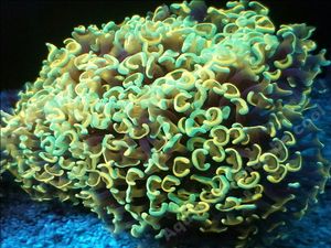 年末のプロモーション マリンハウスコエダナガレハナサンゴ クリアg 海水魚 Medplus Uz