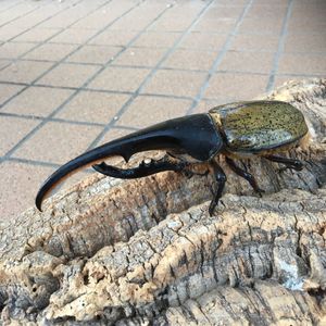 22人気の Dh ヘラクレスオオカブト オスメスペア 標本 虫類用品