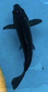 烏鯉の値段と価格推移は 4件の売買情報を集計した烏鯉の価格や価値の推移データを公開