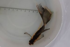 鉄魚 黒の値段と価格推移は 47件の売買情報を集計した鉄魚 黒の価格や価値の推移データを公開
