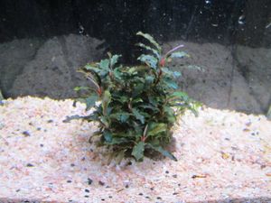 100 安い ブセファランドラ クダガン群生株 魚用品 水草 911gadgets Com