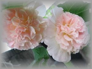 タチアオイの値段と価格推移は 150件の売買情報を集計したタチアオイの価格や価値の推移データを公開