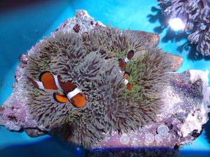 ハタゴイソギンチャク 沖縄の値段と価格推移は 15件の売買情報を集計したハタゴイソギンチャク 沖縄の価格や価値の推移データを公開