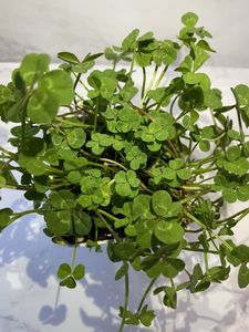 五つ葉 クローバーの値段と価格推移は 34件の売買情報を集計した五つ葉 クローバーの価格や価値の推移データを公開