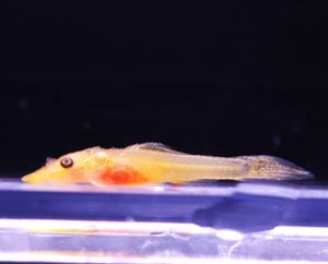 売り切れ必至 希少 水槽のパール オトシンネグロ ゴールデン 稚魚５匹 １匹 保証分 オトシンネグロス オトシンクルス 奇跡の再販 Domain