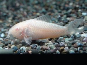 白コリの値段と価格推移は 13件の売買情報を集計した白コリの価格や価値の推移データを公開