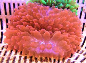 サンゴイソギンチャクの値段と価格推移は 49件の売買情報を集計したサンゴイソギンチャクの価格や価値の推移データを公開