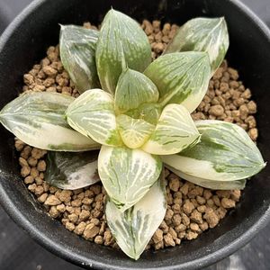 宅送 多肉植物 大紫水晶オブツーサ錦 ハオルチア 植物 観葉植物 Www E Comex Com