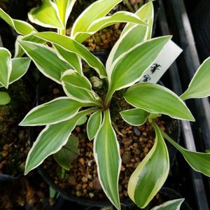 岩ギボウシの値段と価格推移は 13件の売買情報を集計した岩ギボウシの価格や価値の推移データを公開