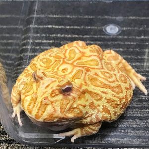 クランウェルツノガエル アルビノの値段と価格推移は 13件の売買情報を集計したクランウェルツノガエル アルビノの価格や価値の推移データを公開