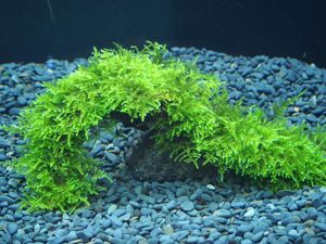 南米ウィローモス活着の値段と価格推移は 24件の売買情報を集計した南米ウィローモス活着の価格や価値の推移データを公開