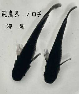 黒メダカの値段と価格推移は 66件の売買情報を集計した黒メダカの価格や価値の推移データを公開