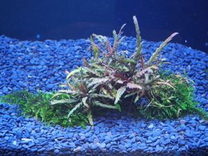 ハイグロフィラspラトナギリ 南米ウィローモスの値段と価格推移は 7件の売買情報を集計したハイグロフィラspラトナギリ 南米ウィローモスの価格 や価値の推移データを公開