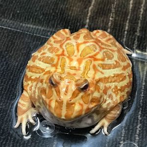 クランウェルツノガエル アルビノの値段と価格推移は 13件の売買情報を集計したクランウェルツノガエル アルビノの価格や価値の推移データを公開