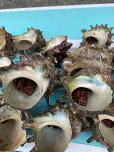 ヤドカリ 石鯛の値段と価格推移は 43件の売買情報を集計したヤドカリ 石鯛の価格や価値の推移データを公開