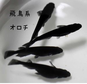 黒メダカの値段と価格推移は 66件の売買情報を集計した黒メダカの価格や価値の推移データを公開