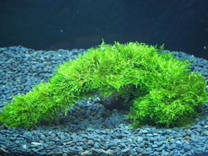 南米ウィローモスの値段と価格推移は 645件の売買情報を集計した南米ウィローモスの価格や価値の推移データを公開