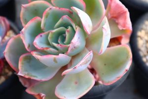 100 本物 中古 660nm 水草育成ライト 植物工場 光合成 胡蝶蘭 ラン 多肉植物 赤色ledパネル 240個 ラン Labelians Fr