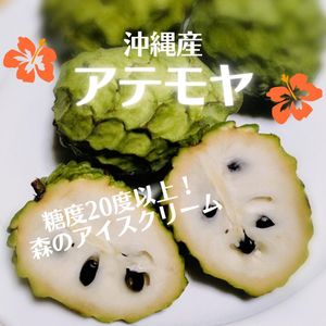 新素材新作 ラスト 超激レア 送料込み １本 実生苗 アイスクリームビーン苗木 激ウマ 果物 Hlt No