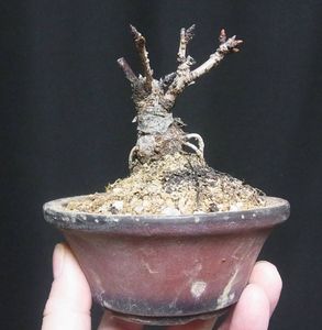 盆栽 桜の値段と価格推移は 606件の売買情報を集計した盆栽 桜の価格や価値の推移データを公開