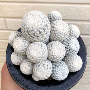 マミラリア 白鳥の値段と価格推移は 11件の売買情報を集計したマミラリア 白鳥の価格や価値の推移データを公開