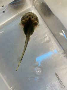 高質 バジェットガエル おたまじゃくし ４匹 即決価格 死着保証有 送料や追加確認は質問にお願いします バジェットフロッグ カエル Www Cecop Gob Mx