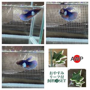 おやすみリーフの値段と価格推移は 8件の売買情報を集計したおやすみリーフの価格や価値の推移データを公開